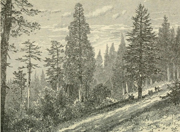 WALD AUS MAMMTAMBIENSÄTZEN, ZUCKERKIEFERN UND DOUGLAS-FICHTEN.