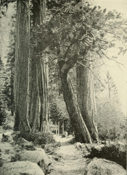 GELBE KIEFER UND LIBOCEDRUS