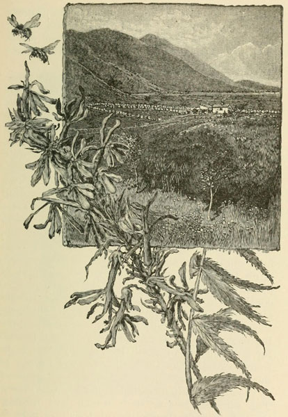 Eine Bienenfarm auf einem Ausläufer der San Gabriel Range. Kardinalsblume
