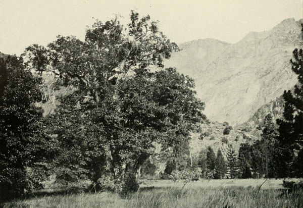 PATE VALLEY MIT DEN EICHEN. TUOLUMNE CAÑON, YOSEMITE-NATIONALPARK.