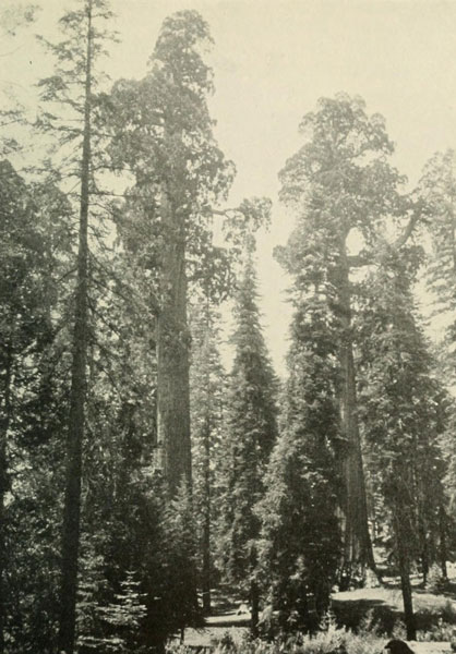 SEQUOIA GIGANTEA – ANSICHT IM GENERAL GRANT NATIONAL PARK