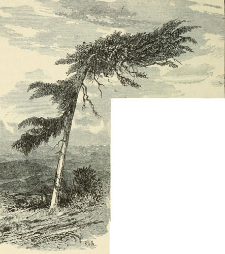 STURMGEPÖTETE HEMLOCK-FICHTE, VIERZIG FUSS HOCH