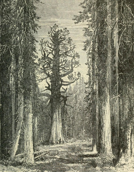 BLICK AUF DEN SIERRA-WALD.