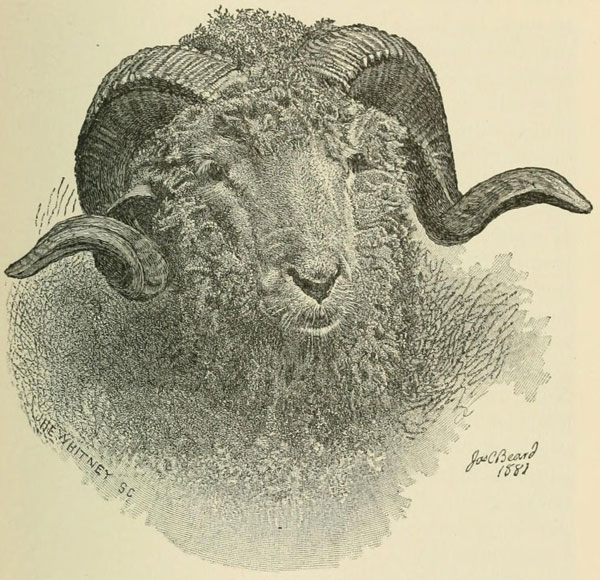 KOPF DES MERINO-WIDDERS (INLAND)