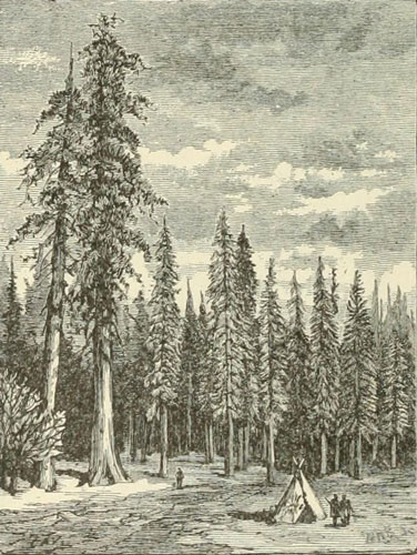 WALD AUS GROSSEN SILBERTANNEN. ZWEI SEQUOIAS IM VORDERGRUND LINKS