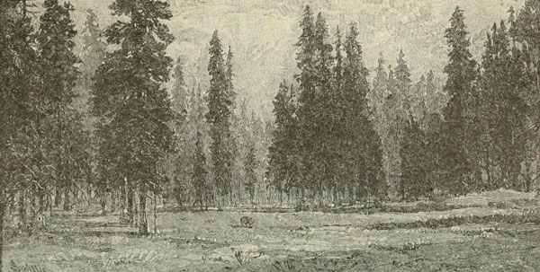 BLICK AUF DEN WALD DER HERRLICHEN WEISSTANNE